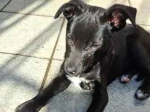 Cachorro raça SRD-ViraLata idade 2 a 6 meses nome Tiffany
