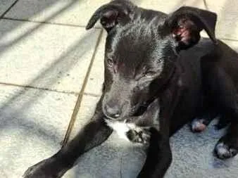 Cachorro raça SRD-ViraLata idade 2 a 6 meses nome Tiffany