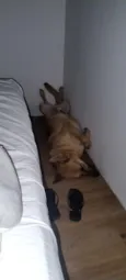 Zeus 