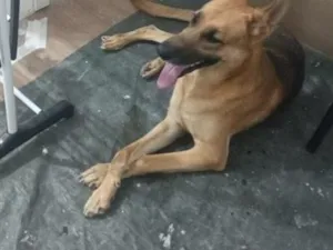 Cachorro raça Pastor Alemão idade 4 anos nome Zeus 
