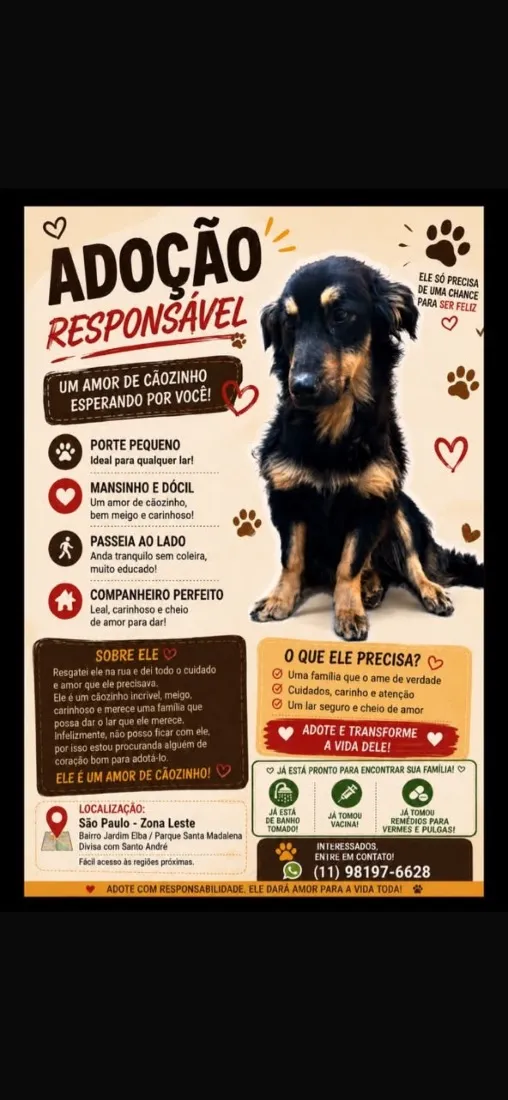 Cachorro raça SRD-ViraLata idade 2 anos nome Max
