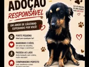 Cachorro raça SRD-ViraLata idade 2 anos nome Max
