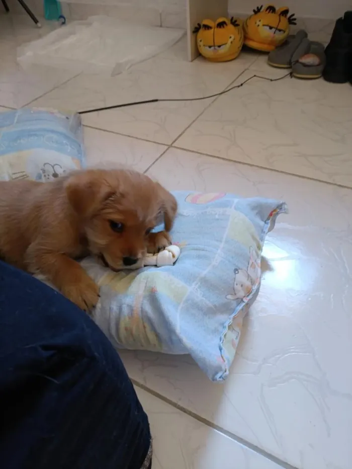 Cachorro raça SRD-ViraLata idade 2 a 6 meses nome Julie