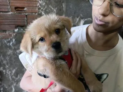 Cachorro raça SRD-ViraLata idade 2 a 6 meses nome Julie