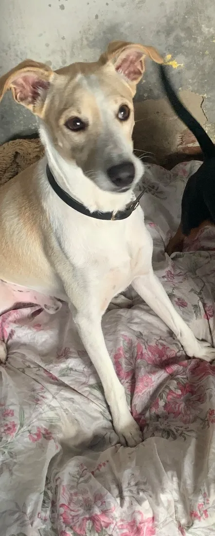 Cachorro raça SRD-ViraLata idade 2 anos nome Melo
