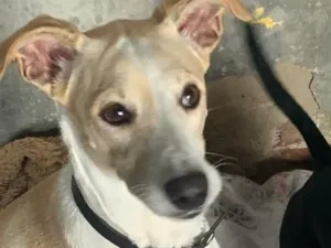 Cachorro raça SRD-ViraLata idade 2 anos nome Melo