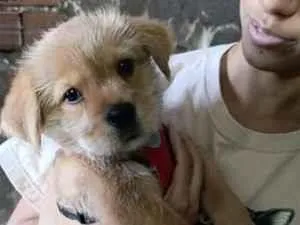 Cachorro raça SRD-ViraLata idade 2 a 6 meses nome Julie