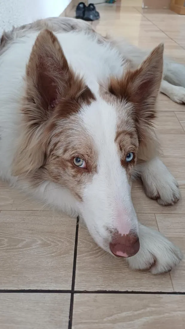 Cachorro raça SRD-ViraLata idade 1 ano nome Dom
