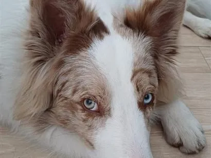 Cachorro raça SRD-ViraLata idade 1 ano nome Dom