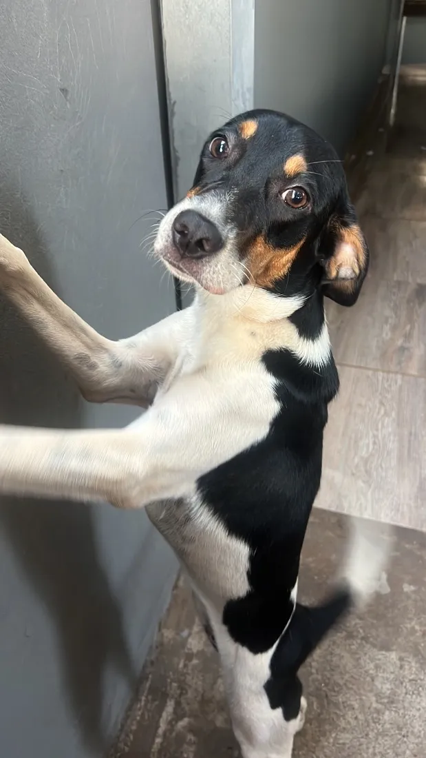 Cachorro raça SRD-ViraLata idade 7 a 11 meses nome Luna