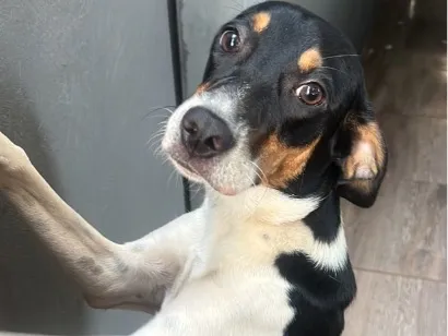 Cachorro raça SRD-ViraLata idade 7 a 11 meses nome Luna