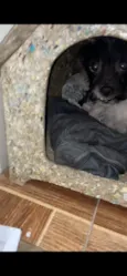 Apolo