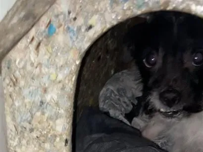 Cachorro raça SRD-ViraLata idade 1 ano nome Apolo