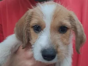 Cachorro raça SRD-ViraLata idade 2 a 6 meses nome duque