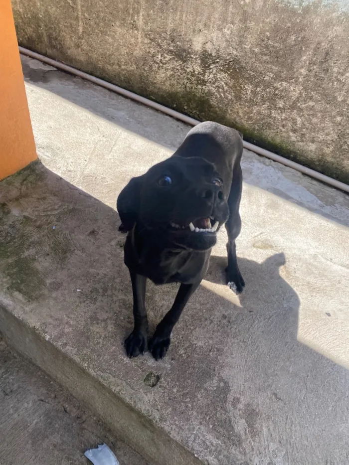 Cachorro raça SRD-ViraLata idade 7 a 11 meses nome Luck