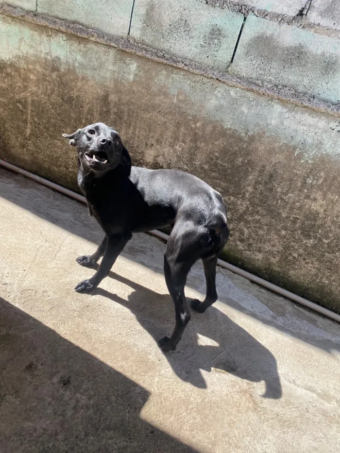 Cachorro raça SRD-ViraLata idade 7 a 11 meses nome Luck