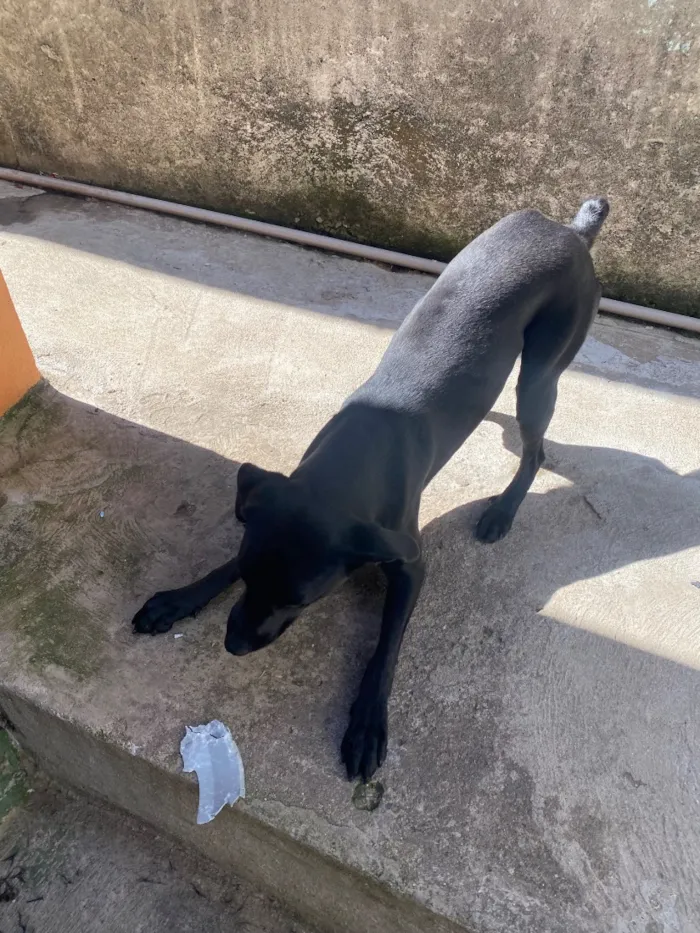 Cachorro raça SRD-ViraLata idade 7 a 11 meses nome Luck