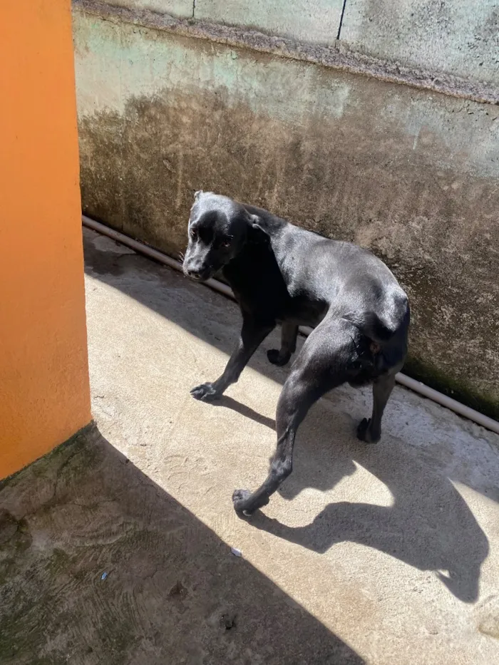 Cachorro raça SRD-ViraLata idade 7 a 11 meses nome Luck