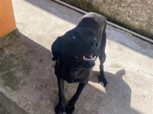 Cachorro raça SRD-ViraLata idade 7 a 11 meses nome Luck