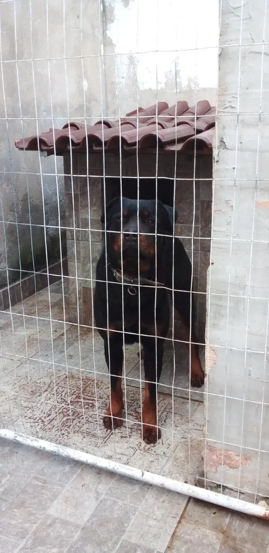 Cachorro raça Rottweiler idade 3 anos nome Zeus 