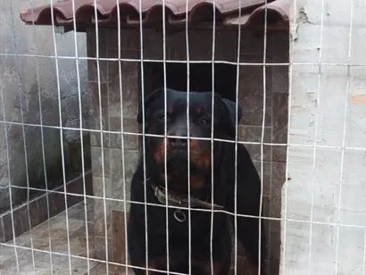 Cachorro raça Rottweiler idade 3 anos nome Zeus 