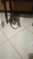Bolinha