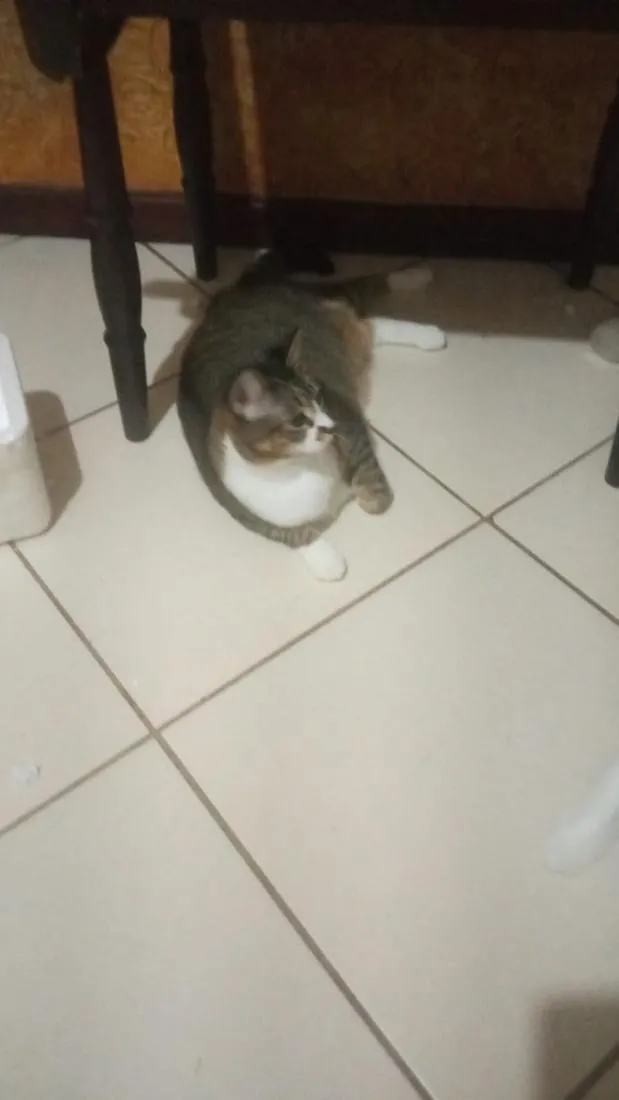 Gato raça SRD-ViraLata idade 1 ano nome Bolinha