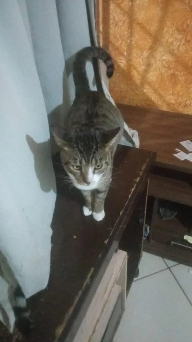 Gato raça SRD-ViraLata idade 2 anos nome Senhor F