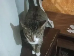 Gato raça SRD-ViraLata idade 2 anos nome Senhor F