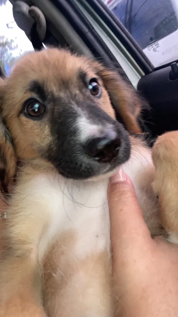 Cachorro raça Pastor Alemão idade 2 a 6 meses nome Lunik