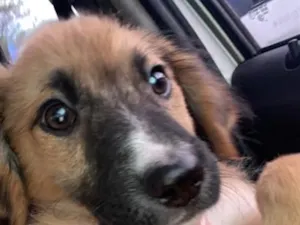 Cachorro raça Pastor Alemão idade 2 a 6 meses nome Lunik