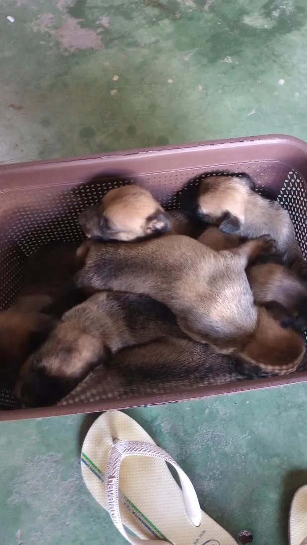 Cachorro raça SRD-ViraLata idade Abaixo de 2 meses nome caramelos