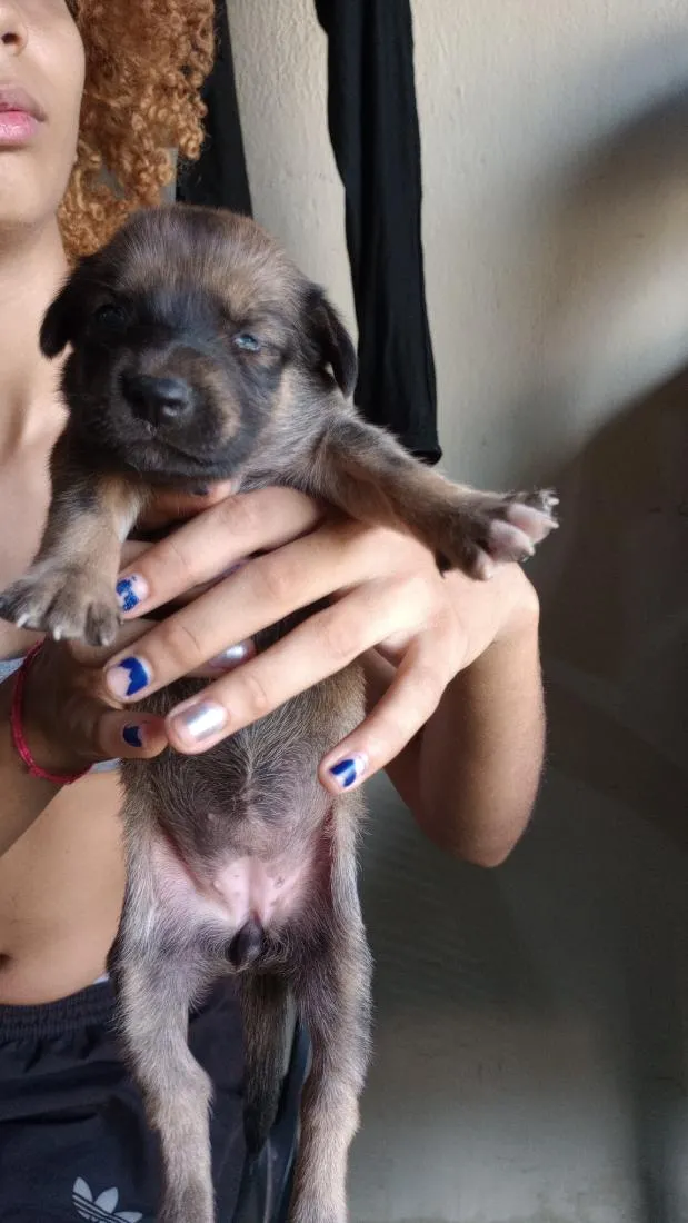 Cachorro raça SRD-ViraLata idade Abaixo de 2 meses nome caramelos