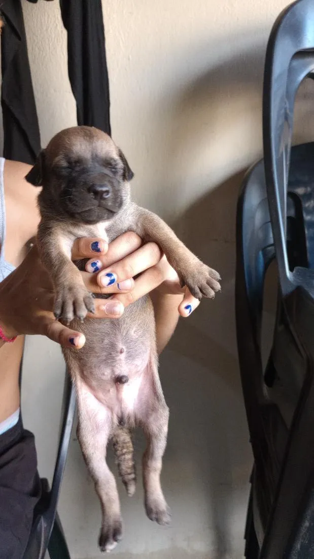 Cachorro raça SRD-ViraLata idade Abaixo de 2 meses nome caramelos