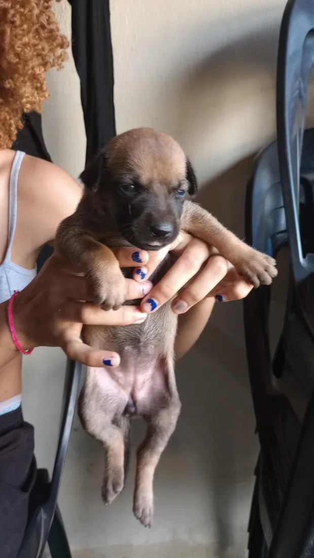 Cachorro raça SRD-ViraLata idade Abaixo de 2 meses nome caramelos