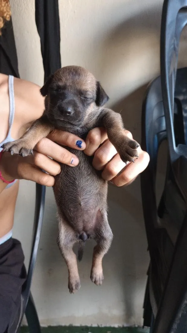 Cachorro raça SRD-ViraLata idade Abaixo de 2 meses nome caramelos