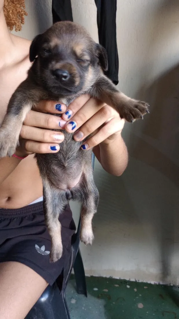 Cachorro raça SRD-ViraLata idade Abaixo de 2 meses nome caramelos
