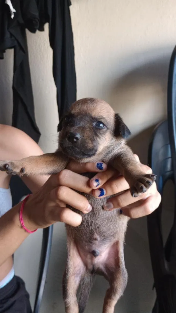 Cachorro raça SRD-ViraLata idade Abaixo de 2 meses nome caramelos