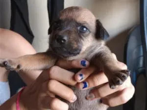 Cachorro raça SRD-ViraLata idade Abaixo de 2 meses nome caramelos