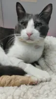 TOM