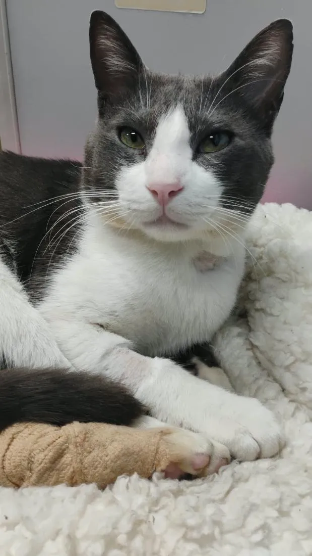 Gato raça SRD-ViraLata idade 2 anos nome TOM