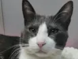TOM