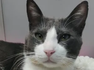 Gato raça SRD-ViraLata idade 2 anos nome TOM