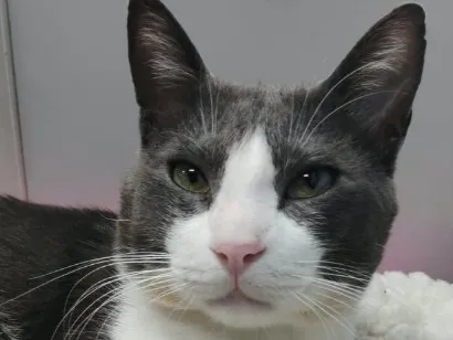 Gato raça SRD-ViraLata idade 2 anos nome TOM