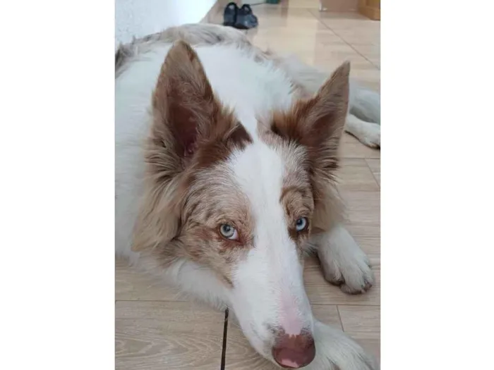 Cachorro raça SRD-ViraLata idade 1 ano nome Dom