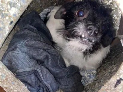 Cachorro raça SRD-ViraLata idade 1 ano nome Apolo