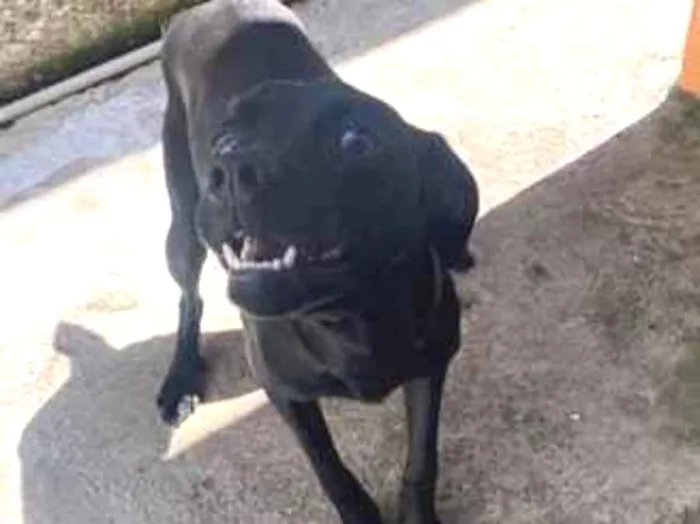 Cachorro raça SRD-ViraLata idade 7 a 11 meses nome Luck