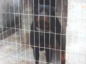 Cachorro raça Rottweiler idade 3 anos nome Zeus 