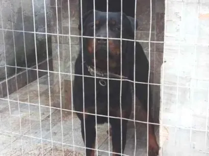 Cachorro raça Rottweiler idade 3 anos nome Zeus 