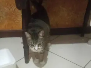 Gato raça SRD-ViraLata idade 1 ano nome Bolinha